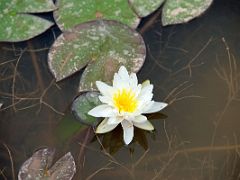 21 Kashgar Donghu East Lake Lotus Pond White Lotus